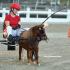 Nashoba Carriage Classic